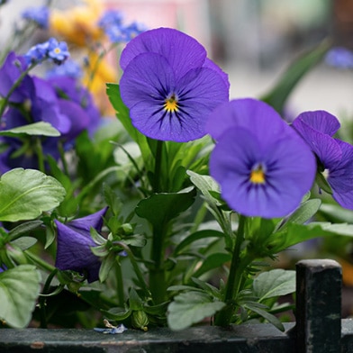 Lila penséer som blommar i rabatt, planterade i näringsrik rabattjord.